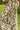 Pant Etra - Golden Stephanotis