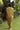 Dress Mahina - Olive Ti Leaf