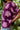 Top Torino - Amethyst Peony