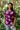 Top Torino - Amethyst Peony