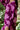 Top Tara - Amethyst Peony
