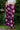 Pant Jessa - Amethyst Peony
