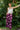 Pant Jessa - Amethyst Peony