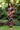 Dress Mahina - Jet Poppy