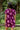 Romper Greta - Amethyst Peony