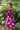 Dress Amalfi - Amethyst Peony