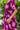 Dress Amalfi - Amethyst Peony