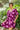 Dress Amalfi - Amethyst Peony