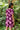 Dress Shari - Amethyst Peony