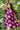 Dress Shari - Amethyst Peony
