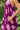 Dress Ohia - Amethyst Peony