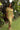 Dress Mahina - Olive Ti Leaf
