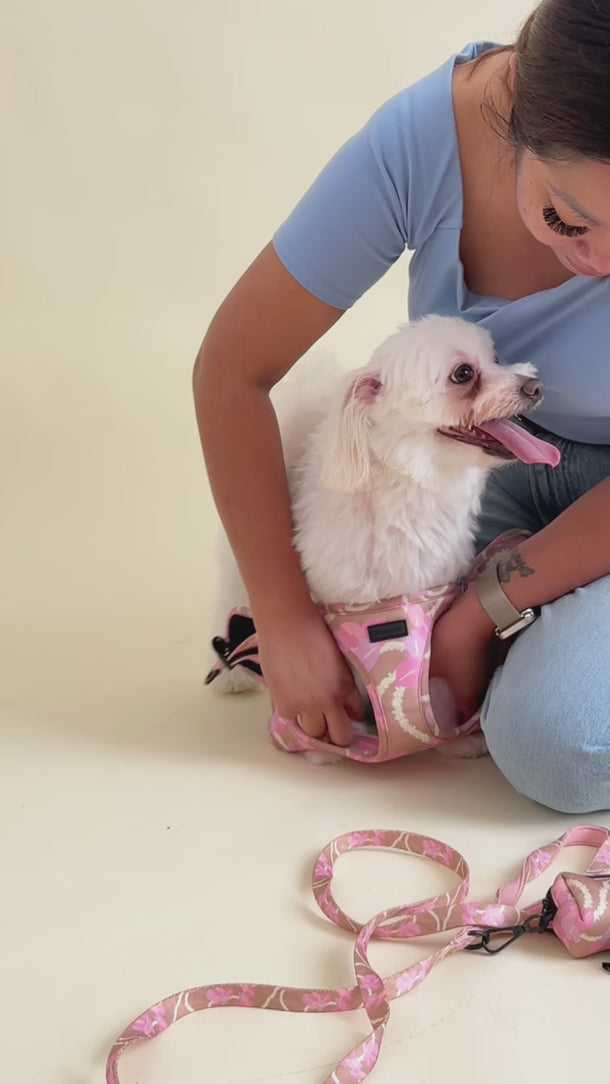 video of dog in pet harness with leash